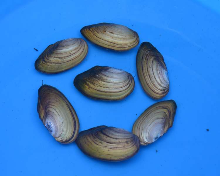 3-4" Native Swan Mussels